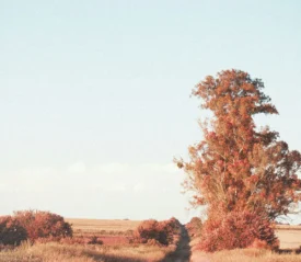 Tall tree with autumn-colored foliage standing beside a narrow dirt path in a wide open field under a clear blue sky