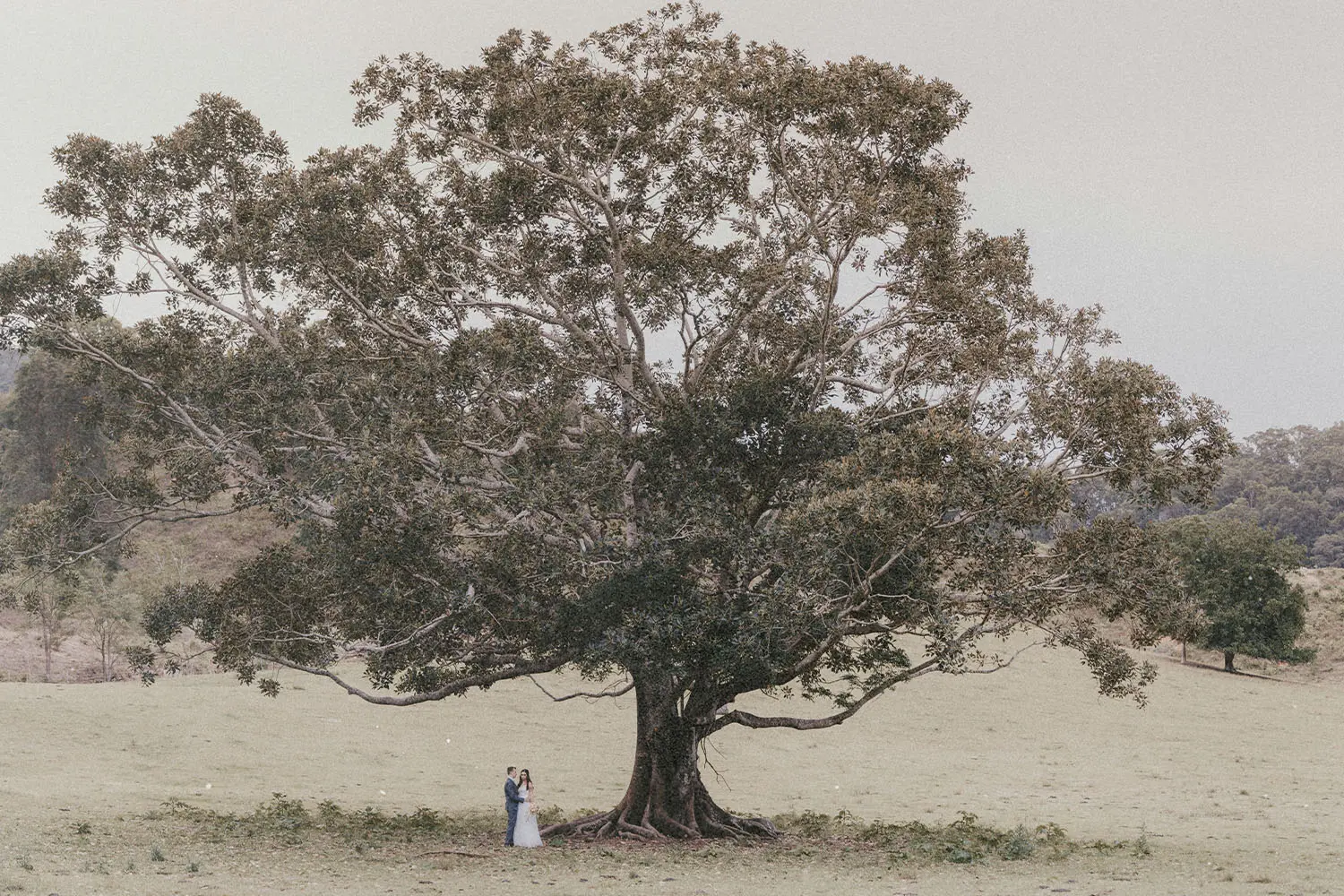 A married couple stands beneath a massive, wide‑spreading tree in an open field, appearing small under its large canopy