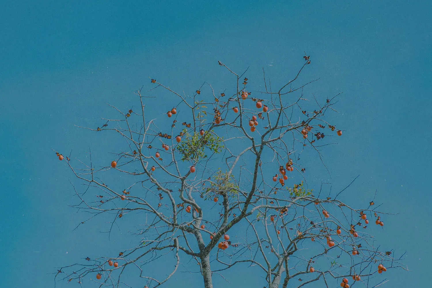 Leafless tree holding clusters of small orange fruit contrasted with a bright blue background