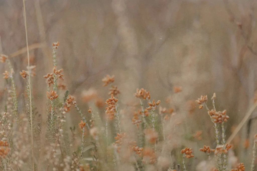 Softly focused wildflowers with small orange blossoms stand among tall grasses in warm, muted light
