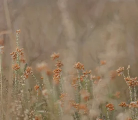 Softly focused wildflowers with small orange blossoms stand among tall grasses in warm, muted light