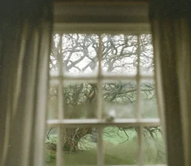 View of a large, twisted tree seen through a window framed by softly draped curtains