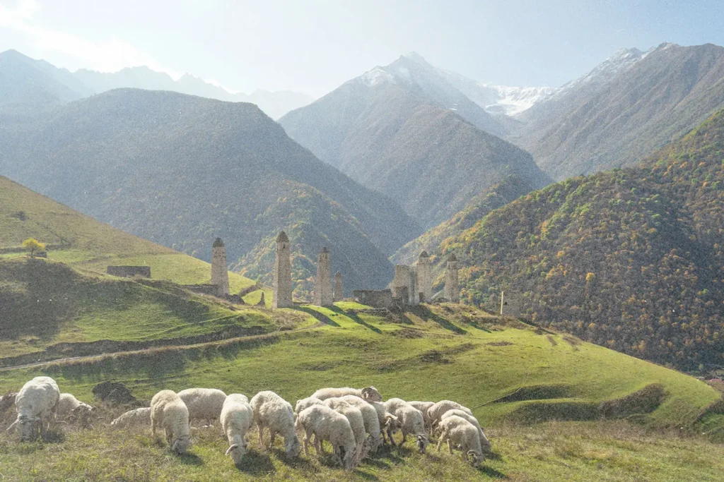ock of sheep grazing on a sunlit green hillside with historic stone towers and mountains in the background