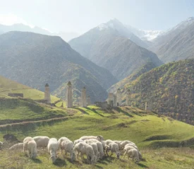 ock of sheep grazing on a sunlit green hillside with historic stone towers and mountains in the background