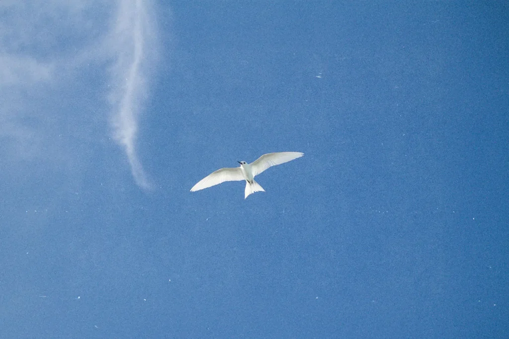 White seabird gliding high above with minimal clouds in an open blue sky