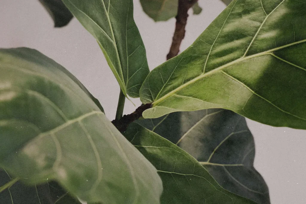 Detailed view of overlapping green leaves on a tropical houseplant