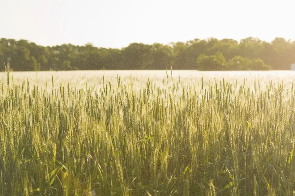 Sunlit wheat field stretching toward distant trees under a bright morning sky