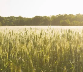 Sunlit wheat field stretching toward distant trees under a bright morning sky