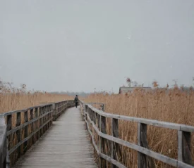 Person walking along a wooden boardwalk surrounded by tall golden reeds under an overcast sky
