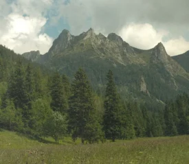 A mountain range rises behind a sunlit meadow bordered by tall evergreen trees