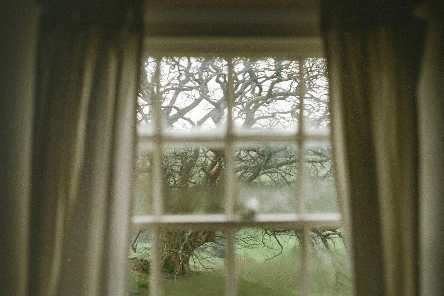 Large, twisting tree viewed through a window framed by curtains, with soft light filtering into the room