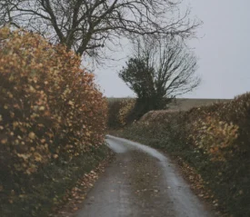 Winding path through countryside hedgerows with leafless trees in muted winter light
