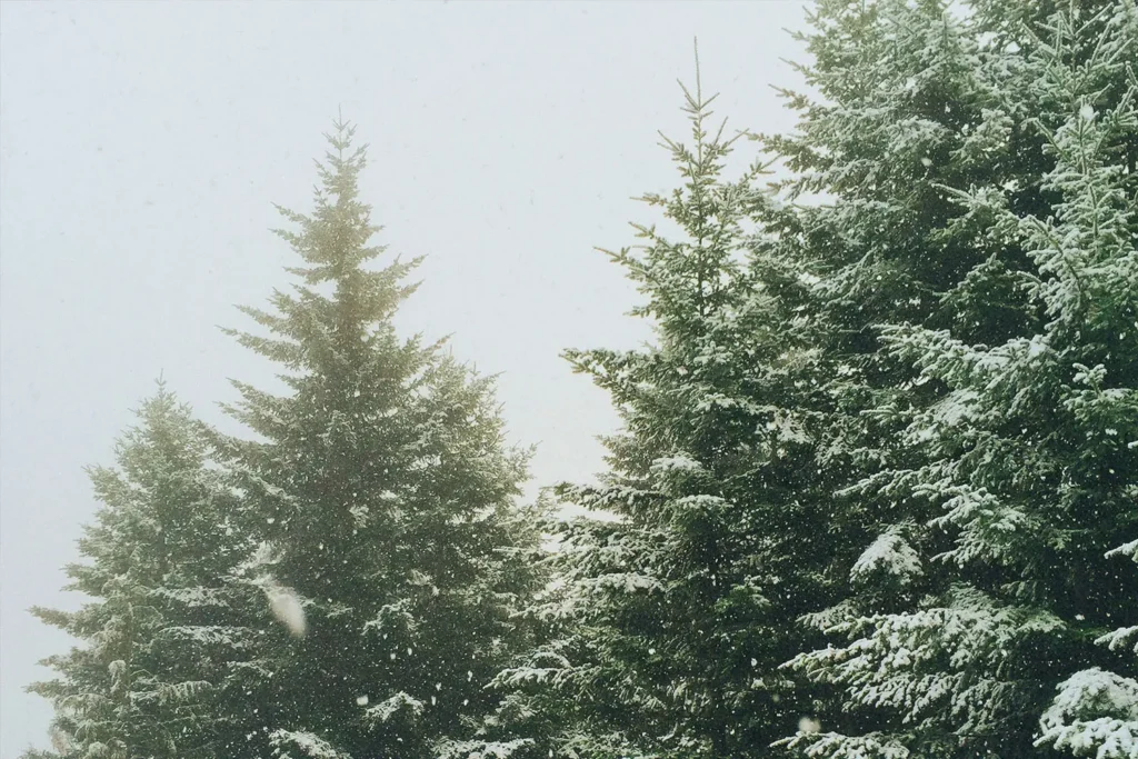 Snow-covered evergreen trees during a gentle snowfall on a foggy winter day