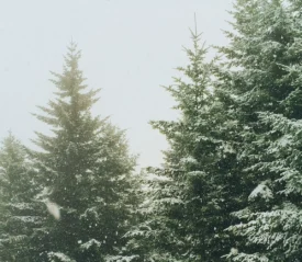 Snow-covered evergreen trees during a gentle snowfall on a foggy winter day