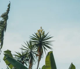 KCM Opens Offices in Colombia and Costa Rica!