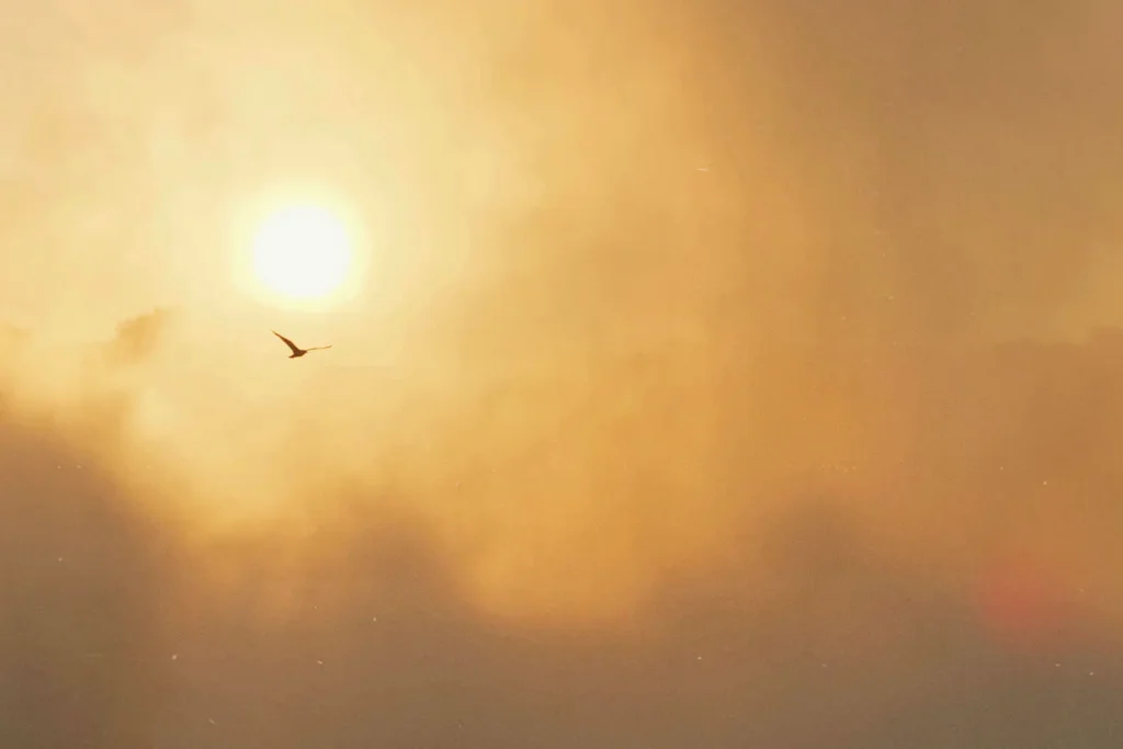Single bird flying across a glowing golden sky with the sun shining through warm clouds