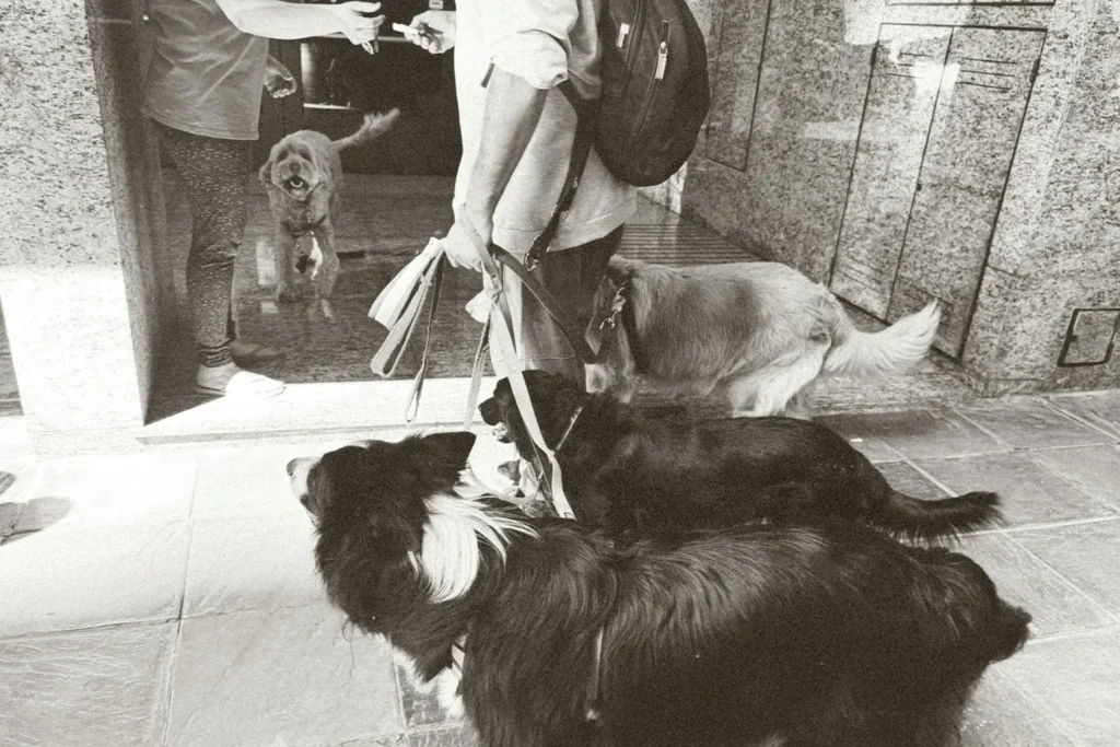 A person holds the leashes of several dogs while another person opens a doorway, with multiple dogs interacting near the entrance