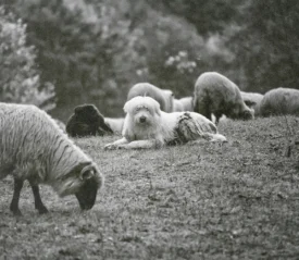 A group of sheep graze on a grassy hillside, with a large fluffy white dog resting among them