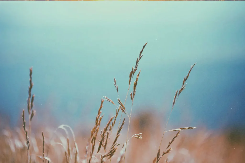 Close-up shot of wheat grains