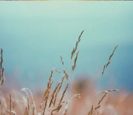 Close-up shot of wheat grains