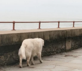Dog walking along concrete sidewalk