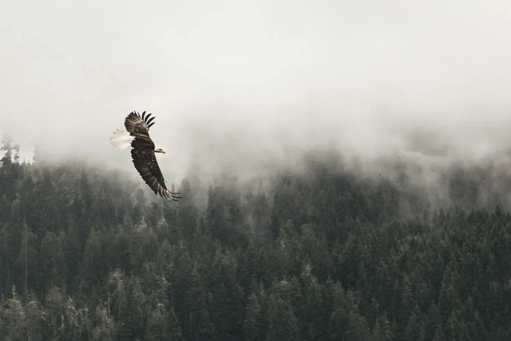 Eagle soaring above a forest of trees and fog