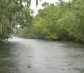 louisiana swamp