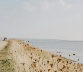 beach with wildflowers