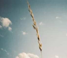 A single stalk of wheat or tall grass stands in sharp focus against a blue sky scattered with soft white clouds