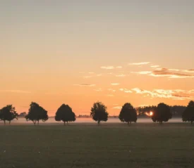 Body of water with a line of trees and a grass field on the shore