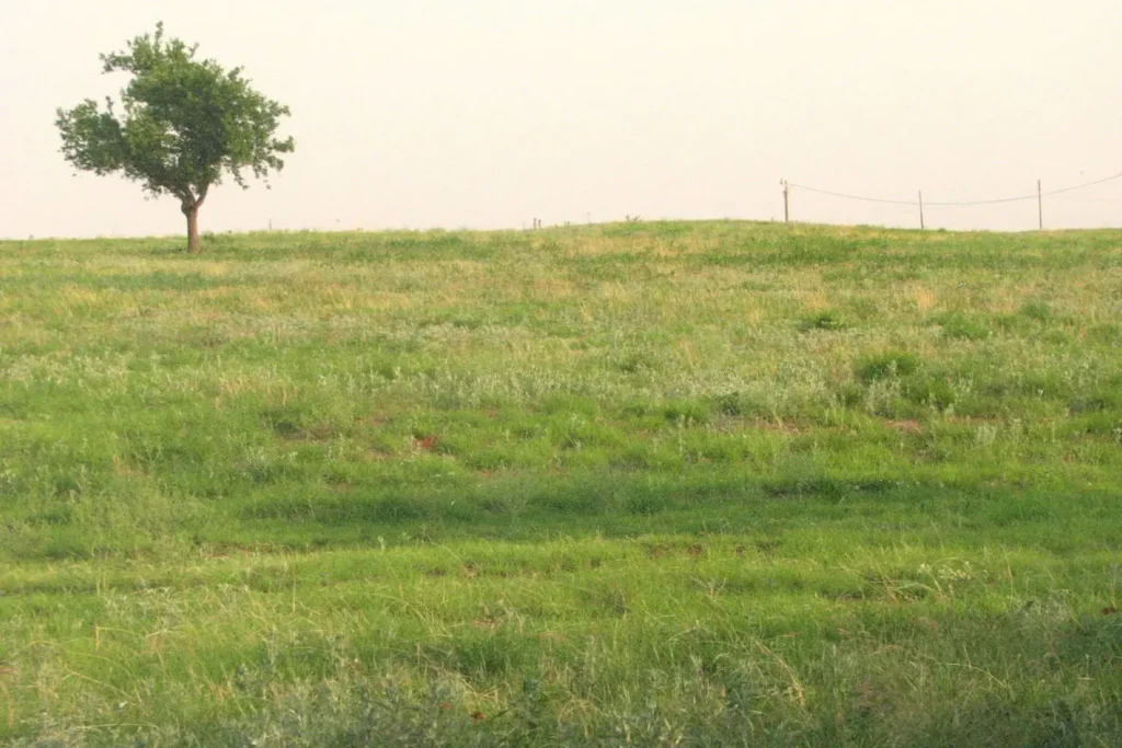 Grass field with one single tree in the corner