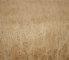 Field of wheat