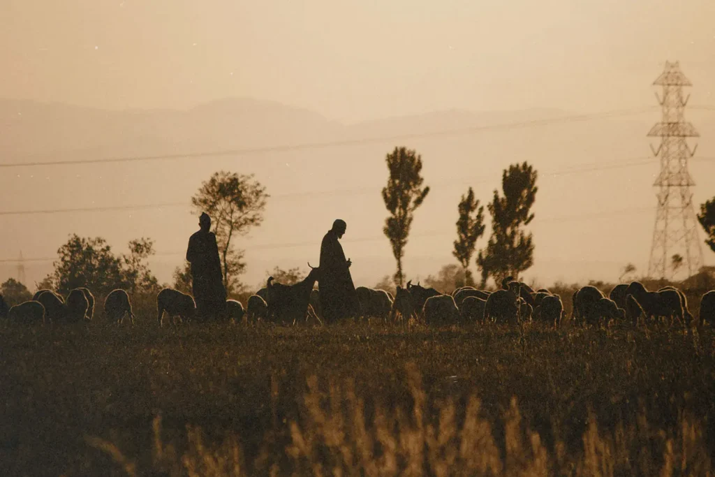 Two shepherds standing with their sheep in a field