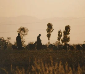 Two shepherds standing with their sheep in a field