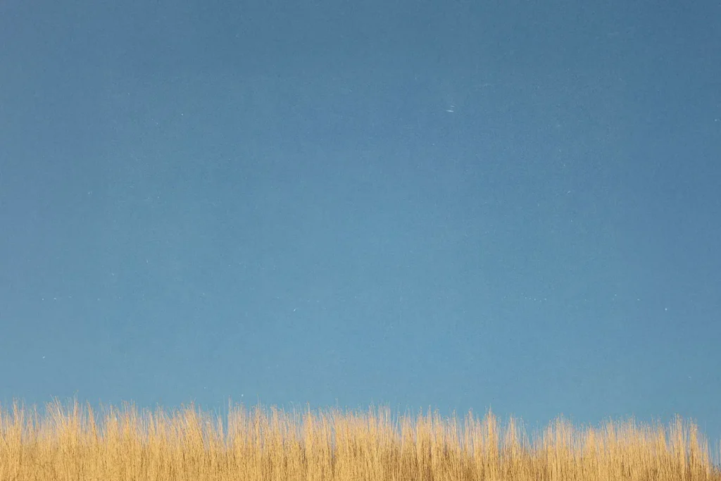 top of brown grass and bottom of blue sky