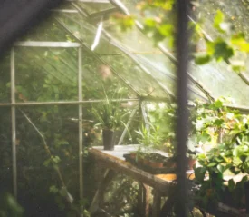 inside of full greenhouse