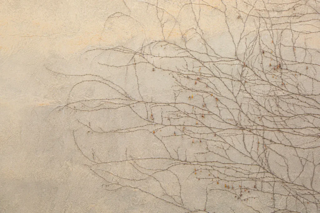 dead vines crawling up a stone wall