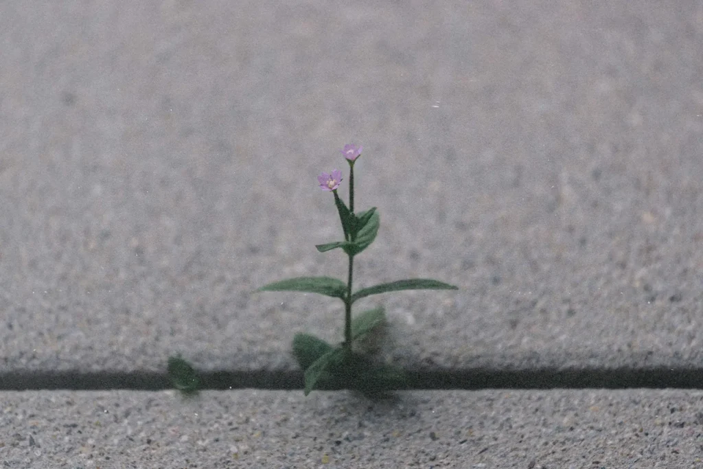 Small purple flower growing through concrete, symbolizing resilience, hope, and strength in hard times.
