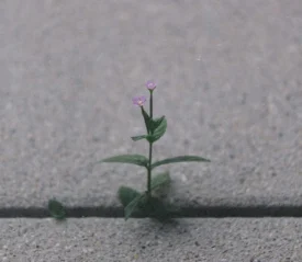 Small purple flower growing through concrete, symbolizing resilience, hope, and strength in hard times.
