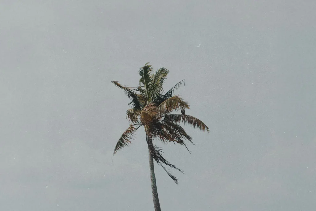 palm tree moving in the breeze