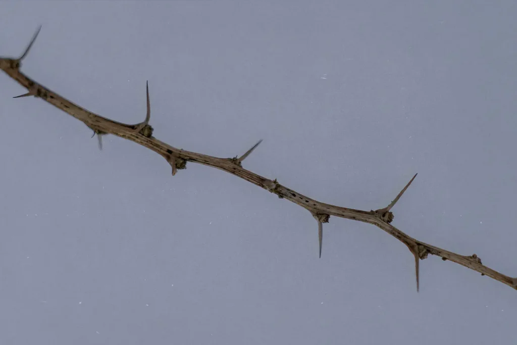 Close‑up of a dry thorny branch with long sharp thorns set against a plain gray background