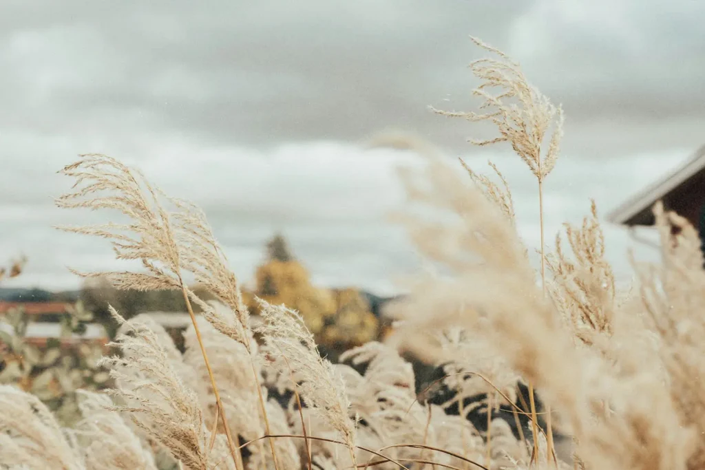 close up of wheat blowing in the wind