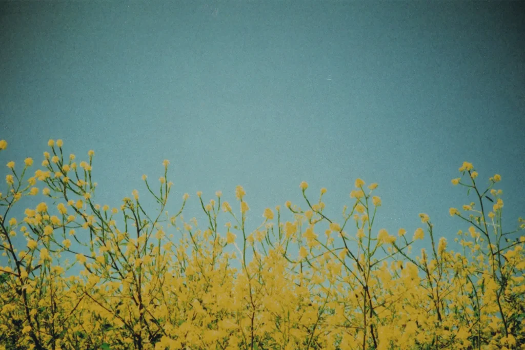 Yellow flowering branches stretch upward against a clear blue sky