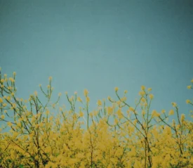 Yellow flowering branches stretch upward against a clear blue sky