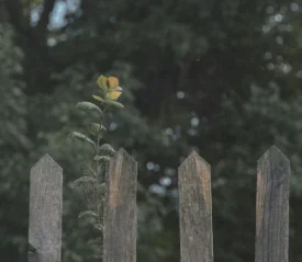 brown picked fence in front of lush green landscape