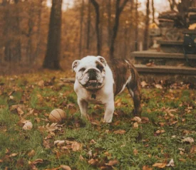 bulldog in the yard with fallen leaves around it
