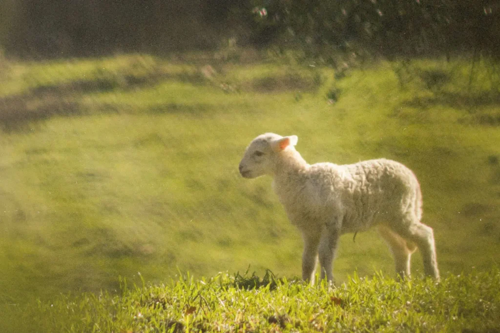 lamb in a field