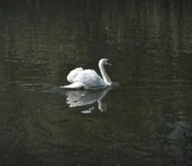 white swan in a reflecting body of water