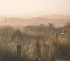 A sunlit landscape of tall golden grass and brush along a sandy pathway, with soft hills fading into a hazy, warm horizon