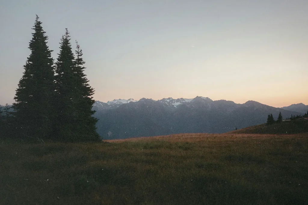 A wide grassy meadow at sunset with tall evergreen trees on the left and snow‑capped mountains in the distance
